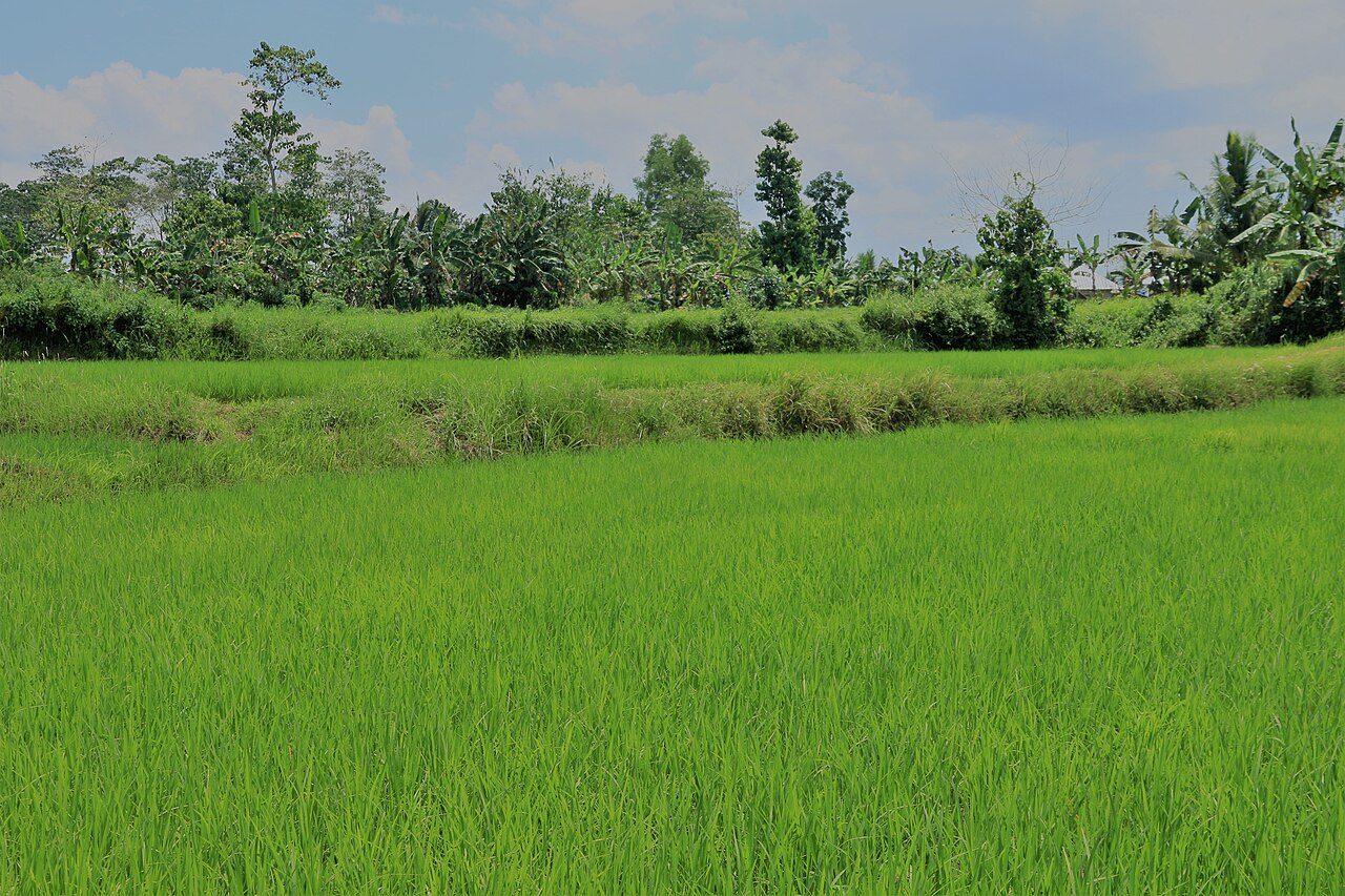 Arrozales y aldeas rurales del interior, la Bohol más auténtica