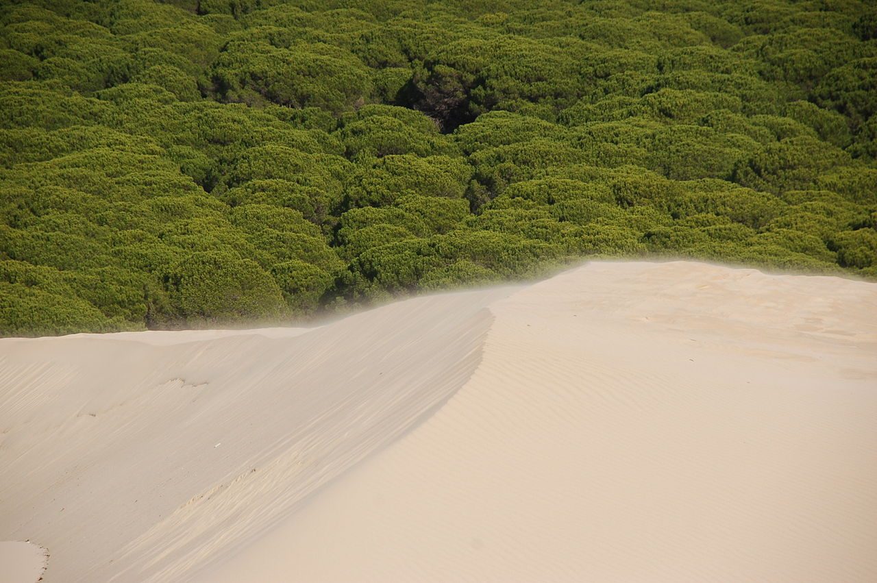 Playa de Bolonia, una de las playas vírgenes más espectaculares de la provincia de Cádiz