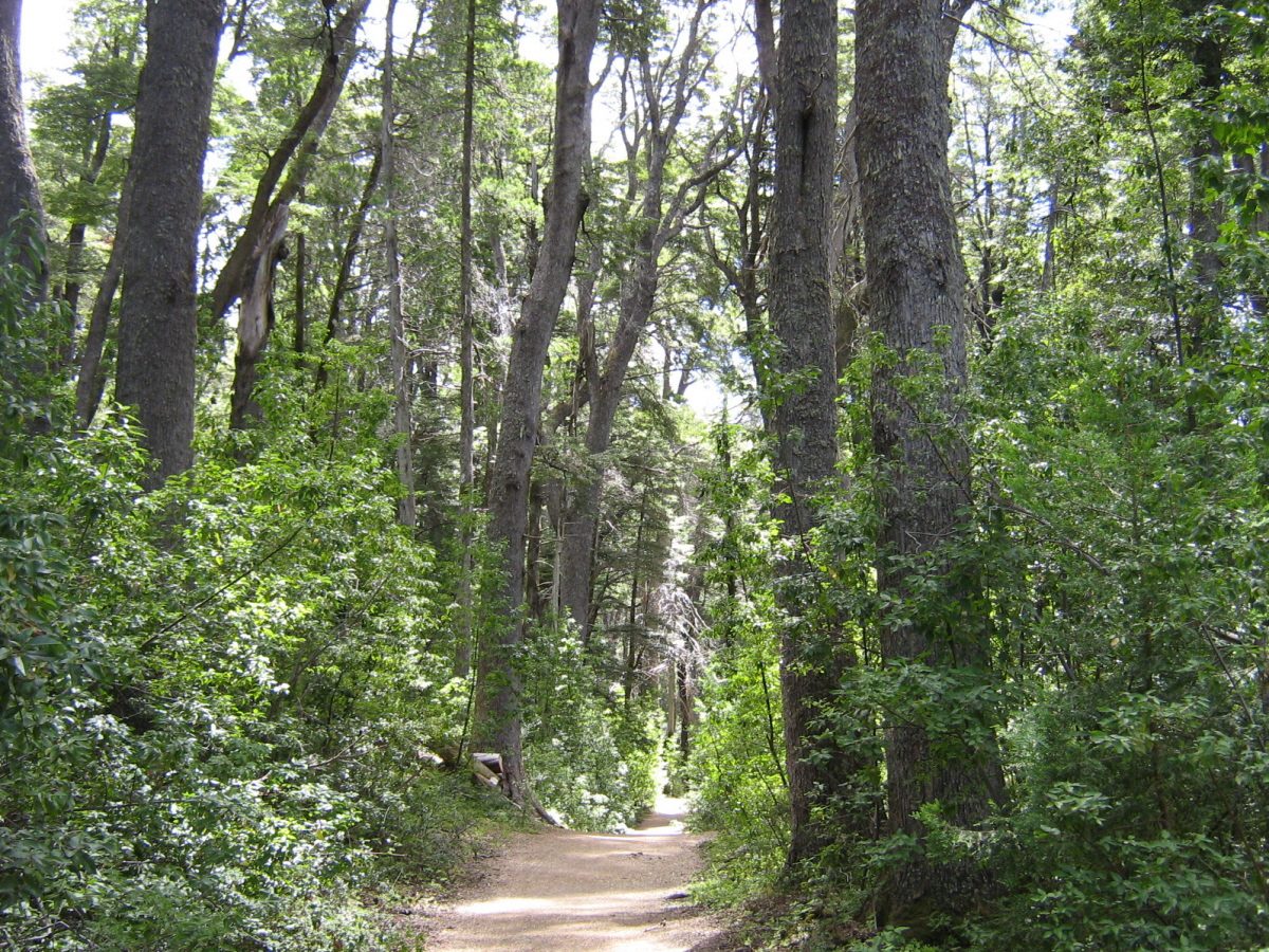 El Bosque de Arrayanes, una de las cosas más singulares que ver en Villa La Angostura
