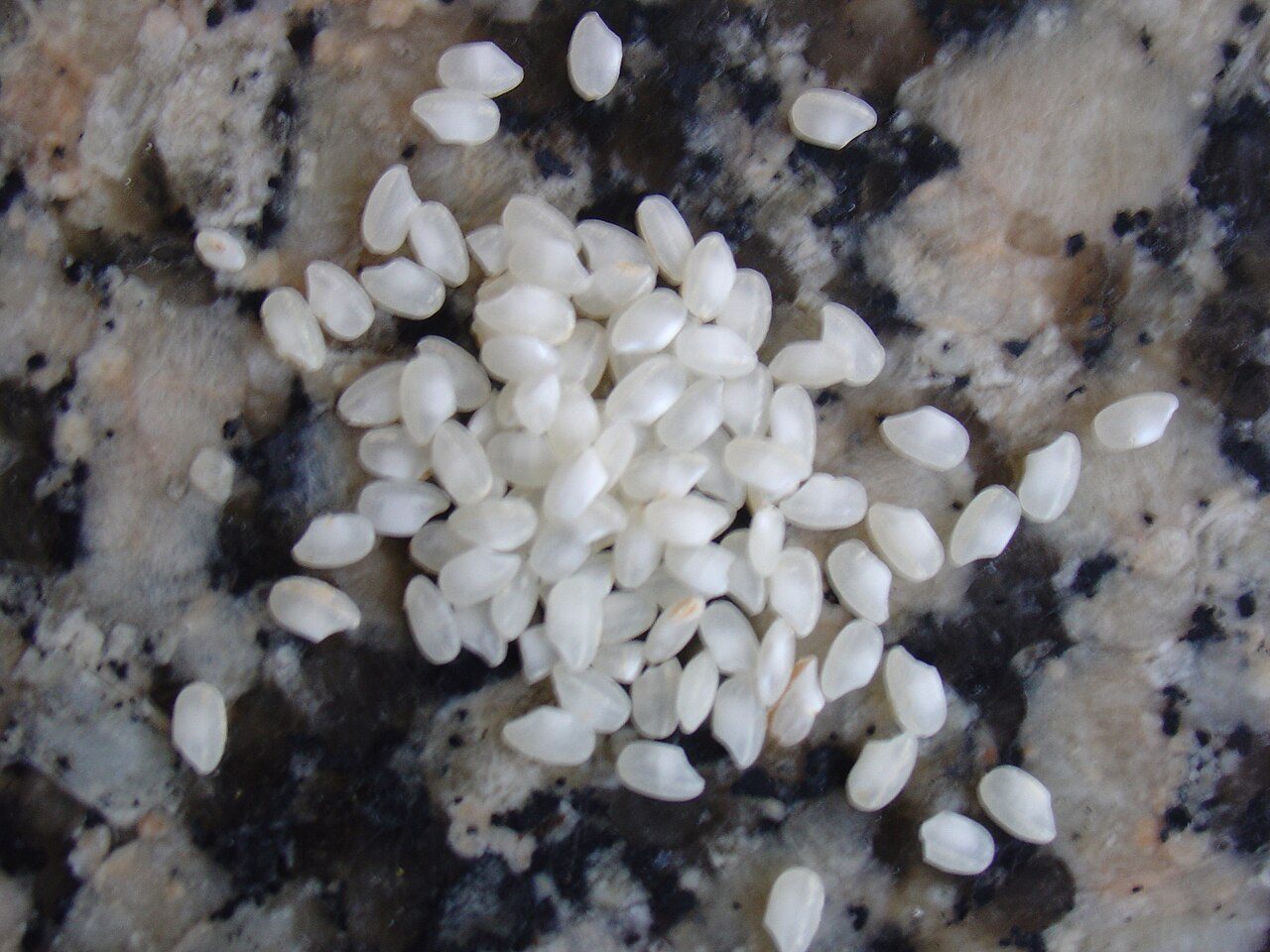 Los arrozales de vega son parte esencial del paisaje que ver en Calasparra.