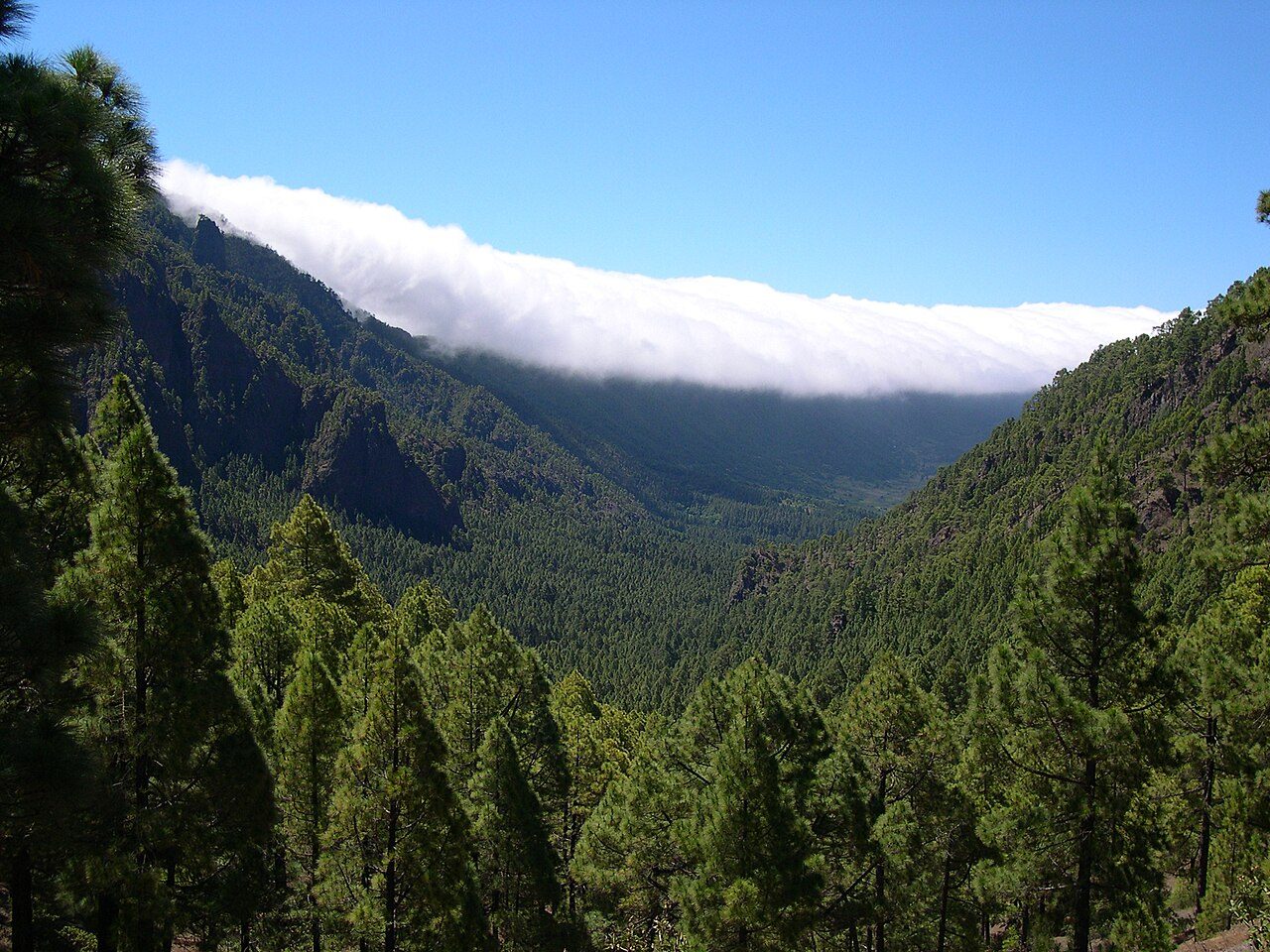 Senderismo entre pinos canarios: la mejor naturaleza y aventura en La Palma.