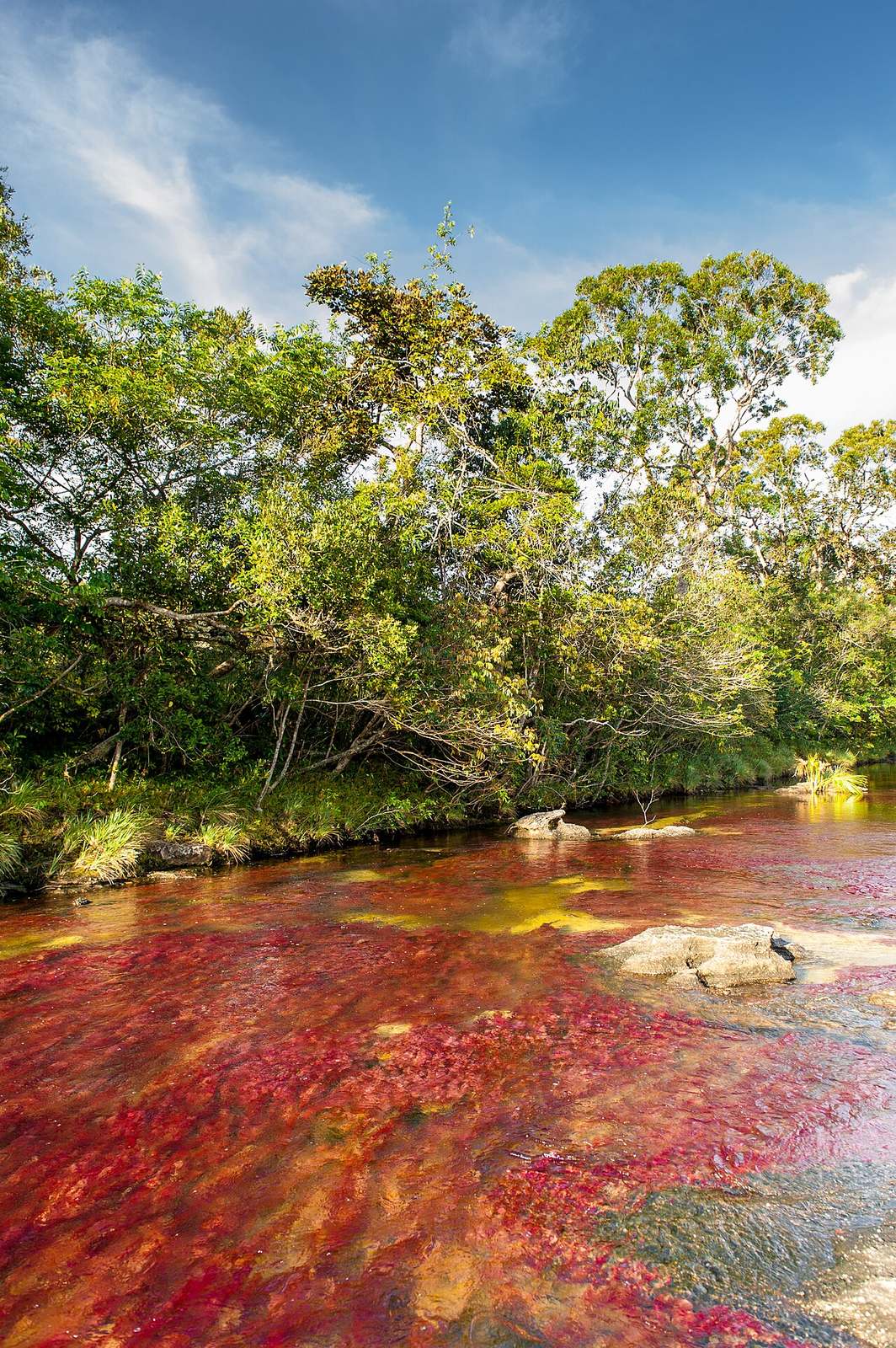 Las aguas rojizas de Caño Cristales, el imprescindible de La Macarena