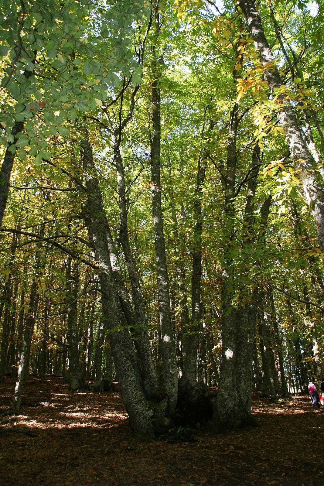 El Castañar de El Tiemblo en otoño, uno de los paisajes más bonitos que ver en Ávila provincia