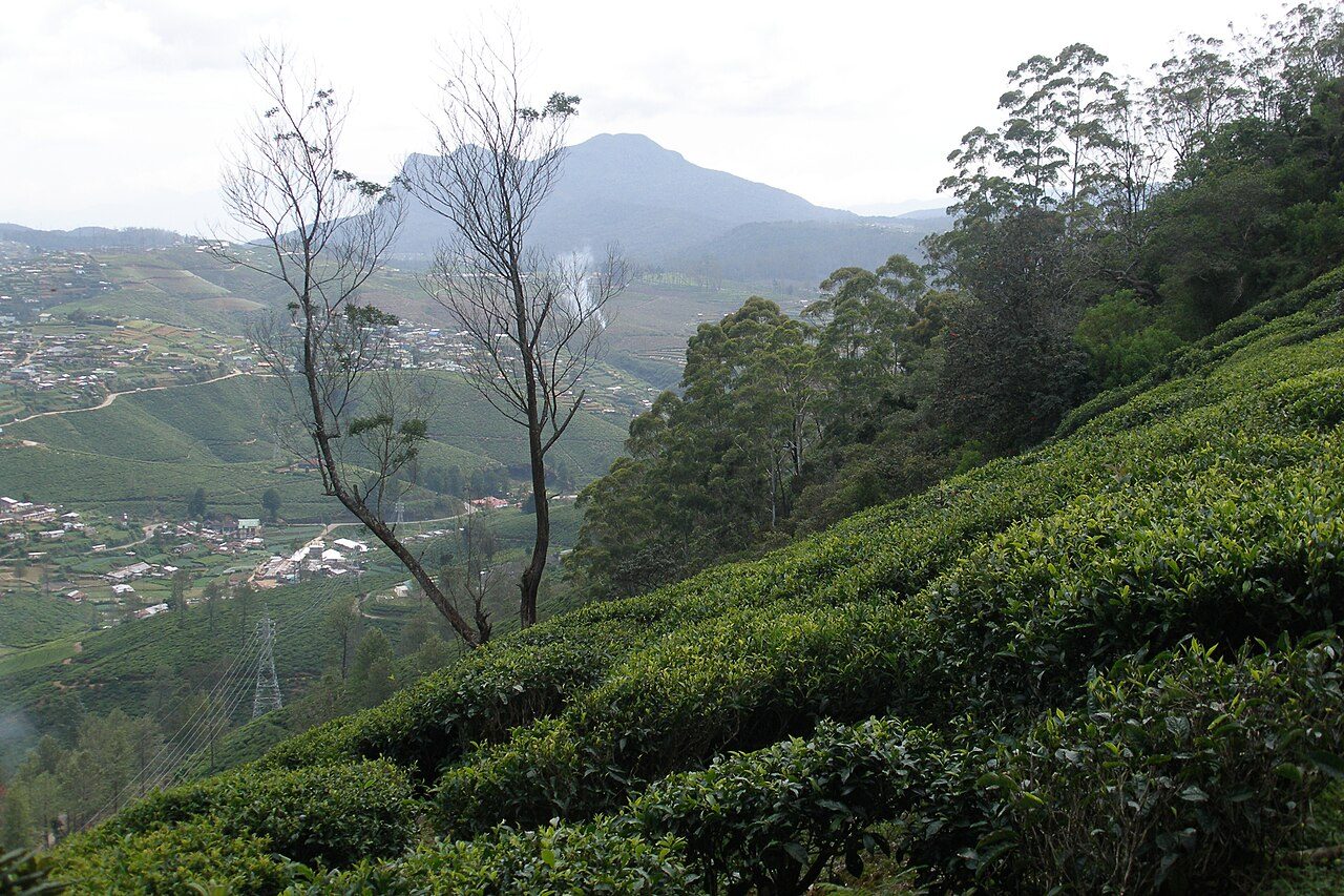 Las plantaciones de té de Ceilán rodean Kandy y su Museo del Té