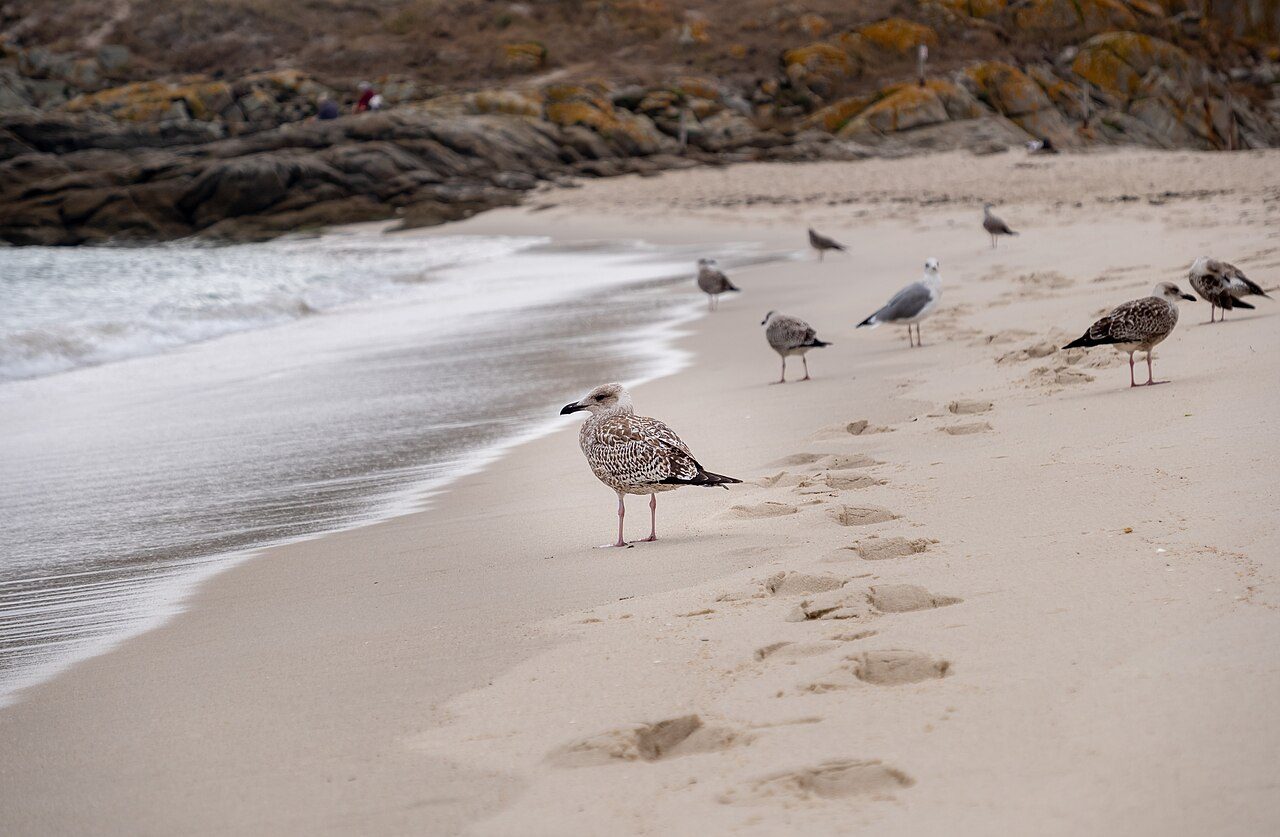 Las Islas Cíes, la excursión estrella si te preguntas qué ver cerca de Sanxenxo