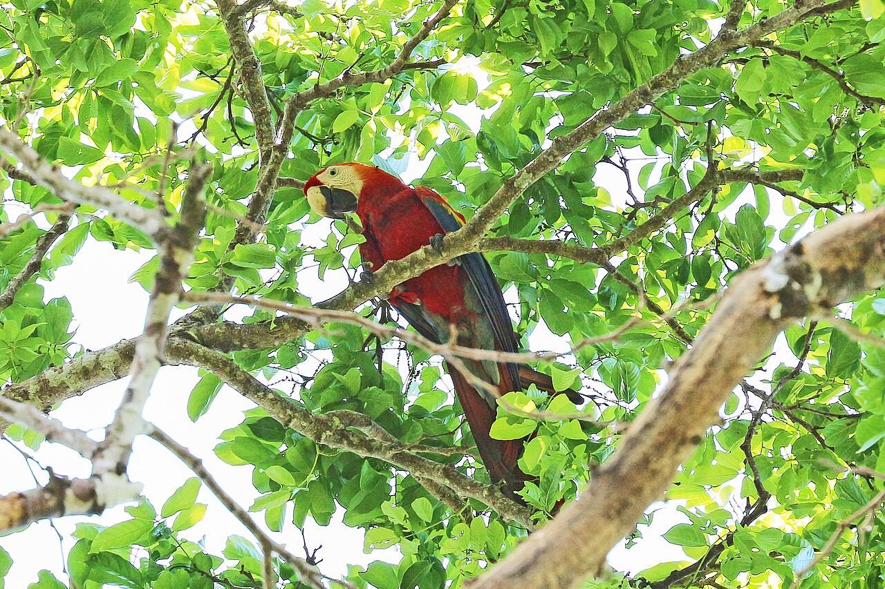 La selva del Parque Nacional Corcovado, el gran imprescindible que ver en Bahía Drake