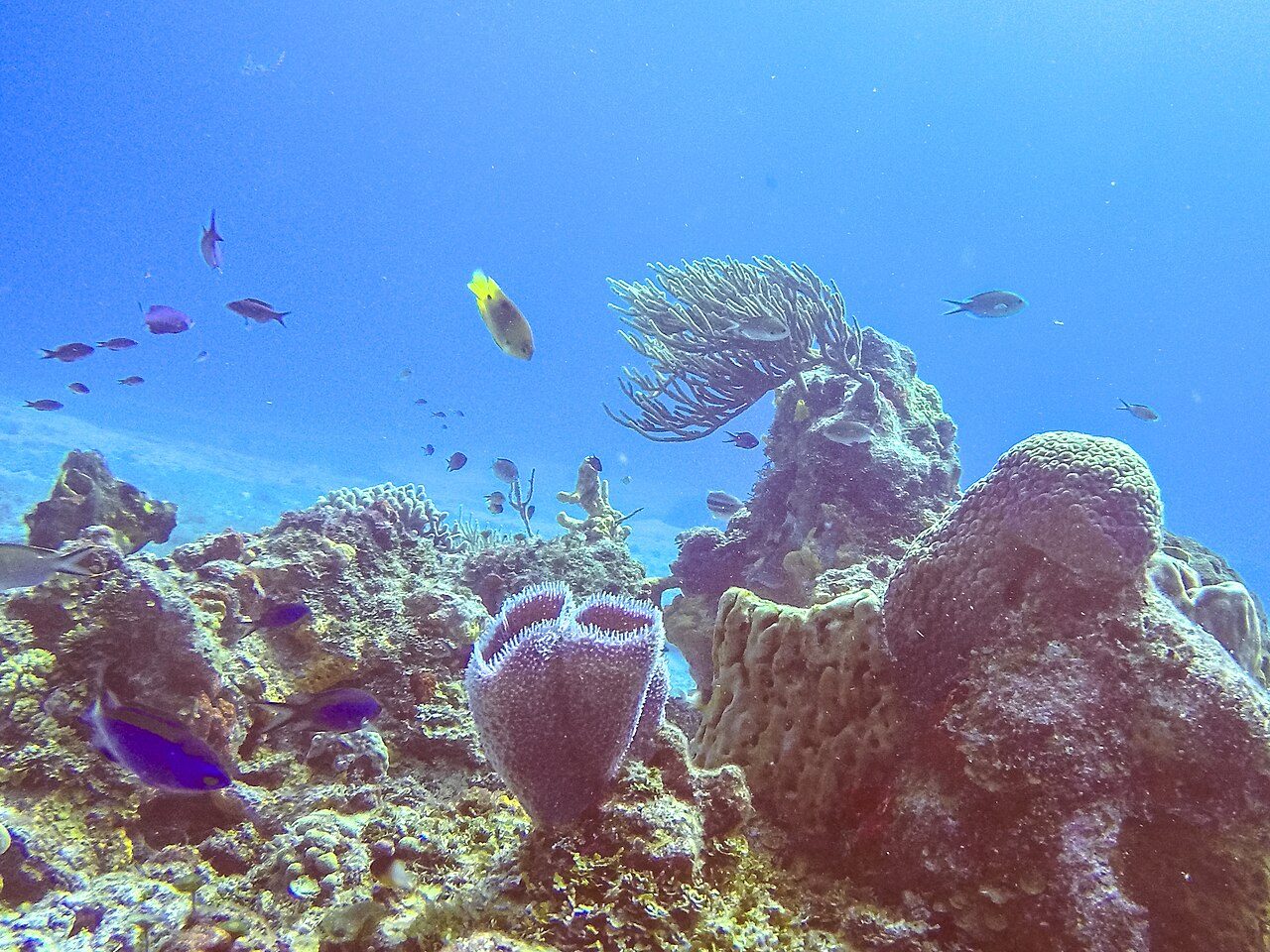 Naturaleza y aventura en Cozumel: snorkel entre tortugas y arrecifes de coral