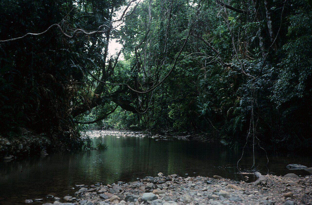 Cape Tribulation, donde la selva del Daintree se une al mar