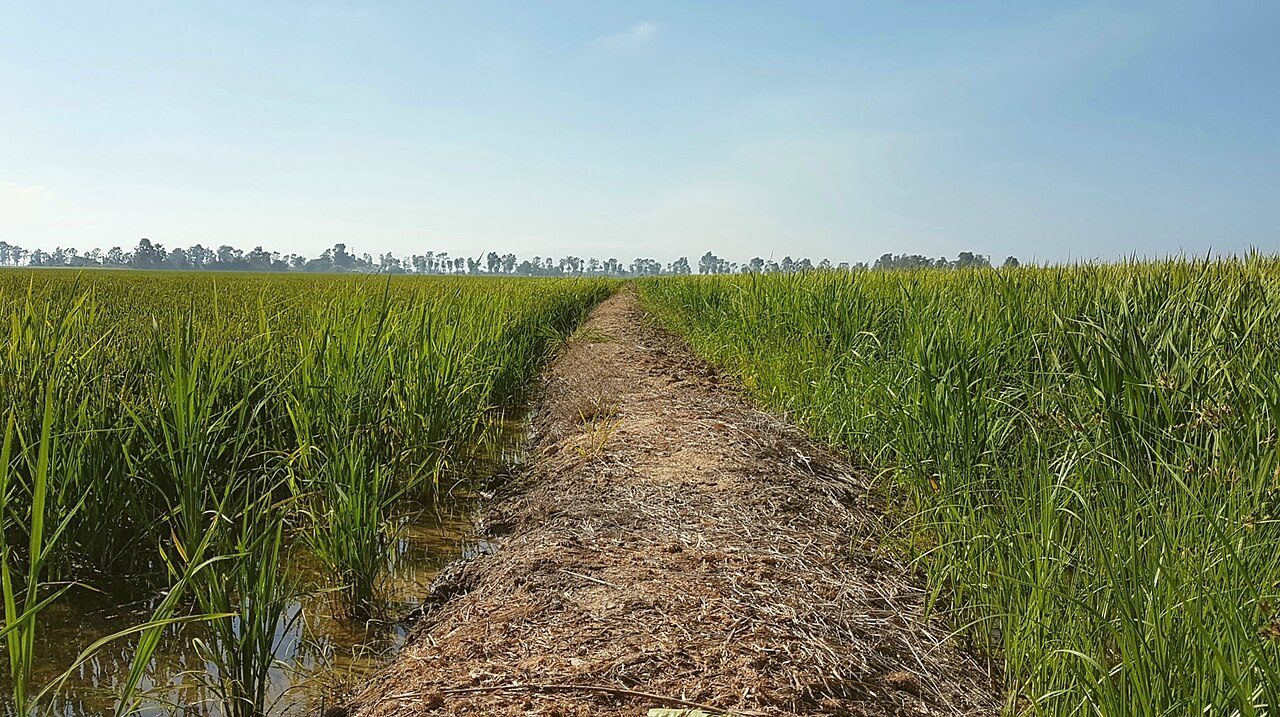 El Delta del Ebro, uno de los grandes atractivos naturales que ver en Tarragona provincia