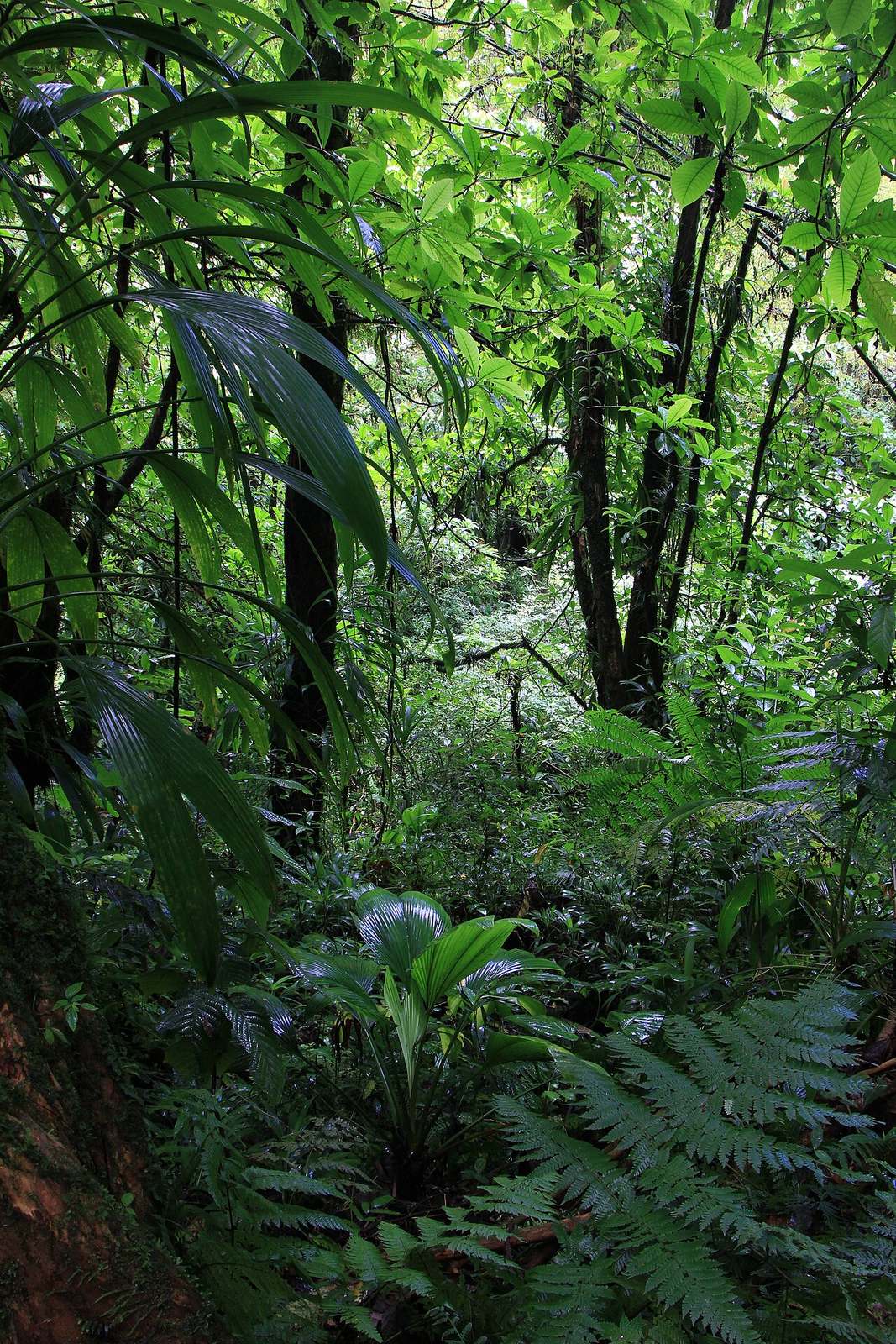 Aguas termales cerca de Roseau, un plan de relax entre la selva de Dominica