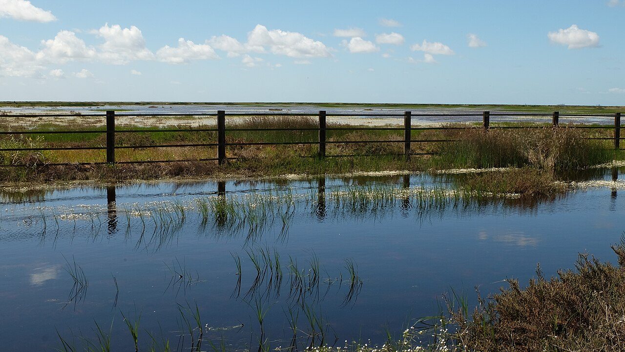 Aves en las marismas junto a El Rocío, una experiencia gratuita imprescindible