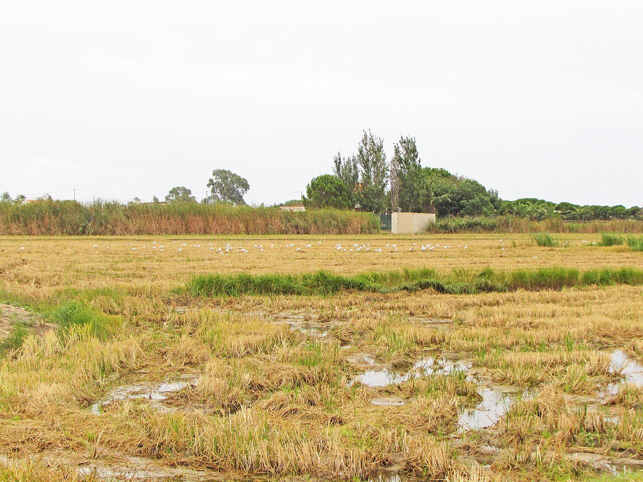 Los arrozales que rodean Deltebre, un imprescindible que ver en el Delta del Ebro