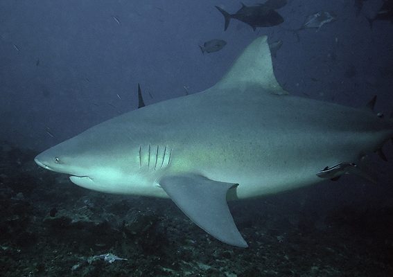 El buceo con tiburones es una de las grandes inversiones del presupuesto en Nadi