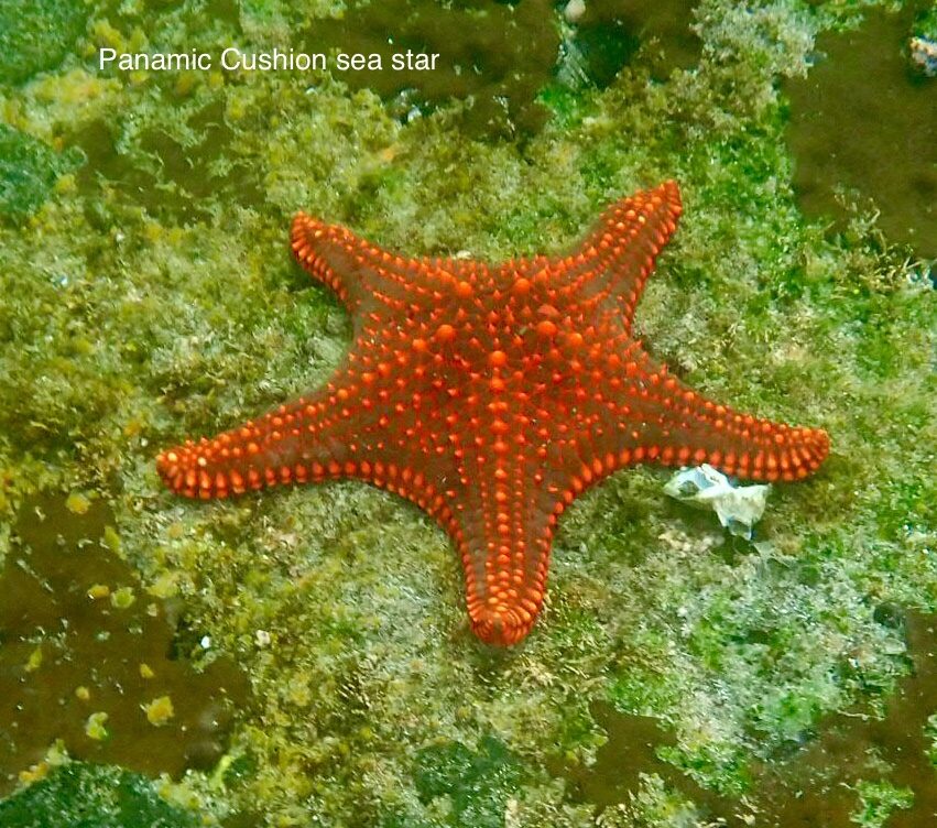 Excursiones de un día en Isla Isabela: snorkel entre tortugas en Los Túneles