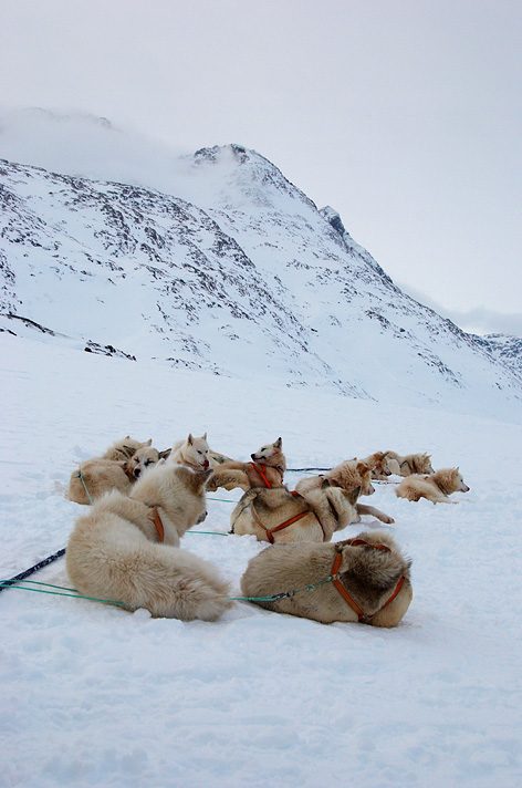 Paseo en trineo de huskies, una de las excursiones más populares desde Tromso