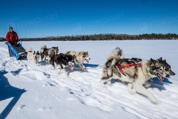 Paseo en trineo de huskies, una de las excursiones más populares desde Tromso