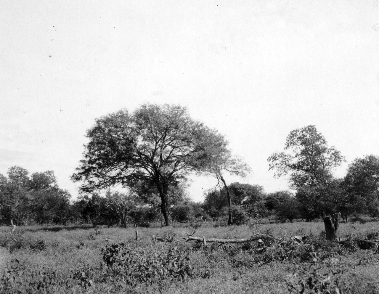 Naturaleza del Chaco húmedo cerca de Clorinda