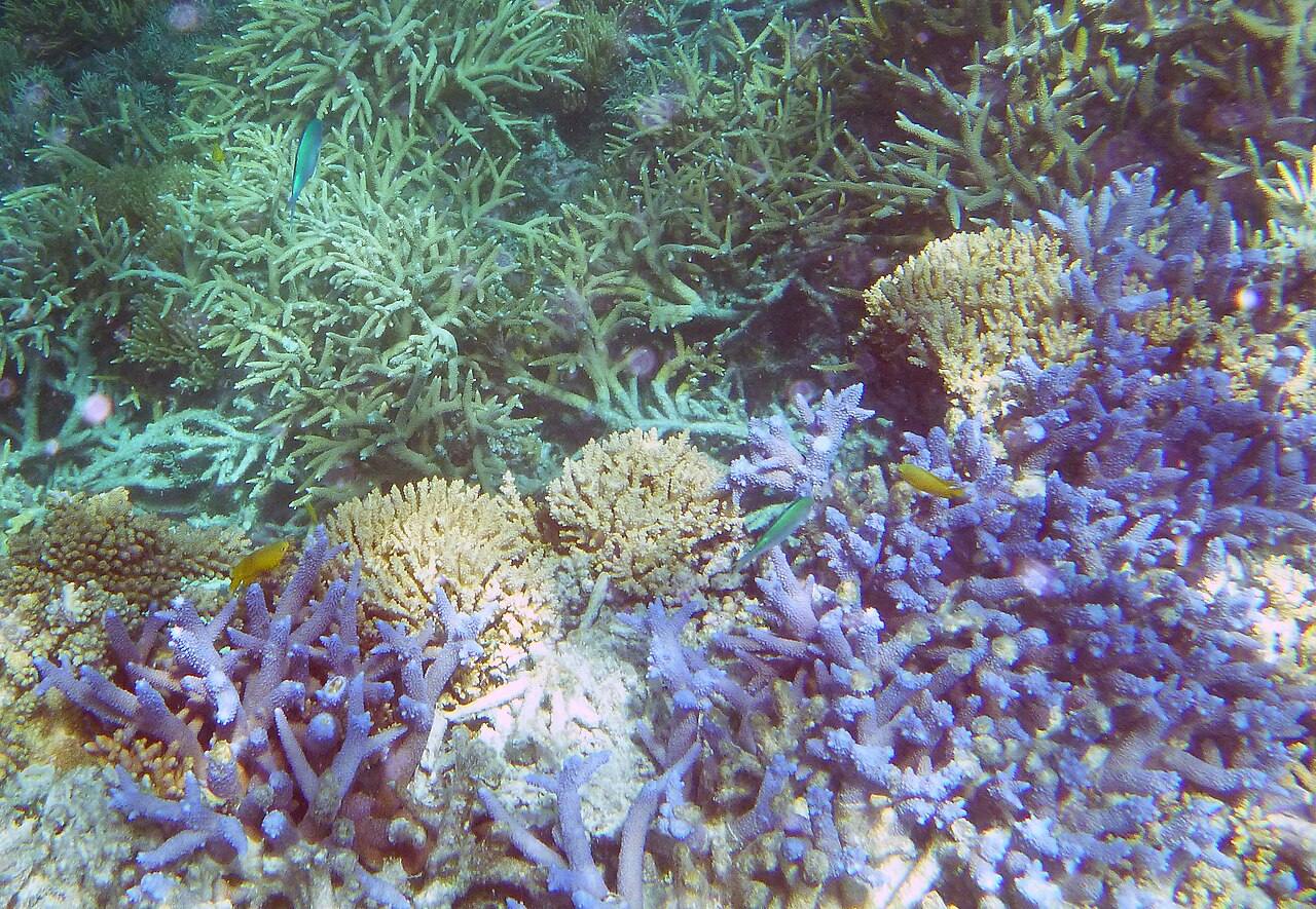 El snorkel en la Gran Barrera de Coral, lo más top que ver en Cairns