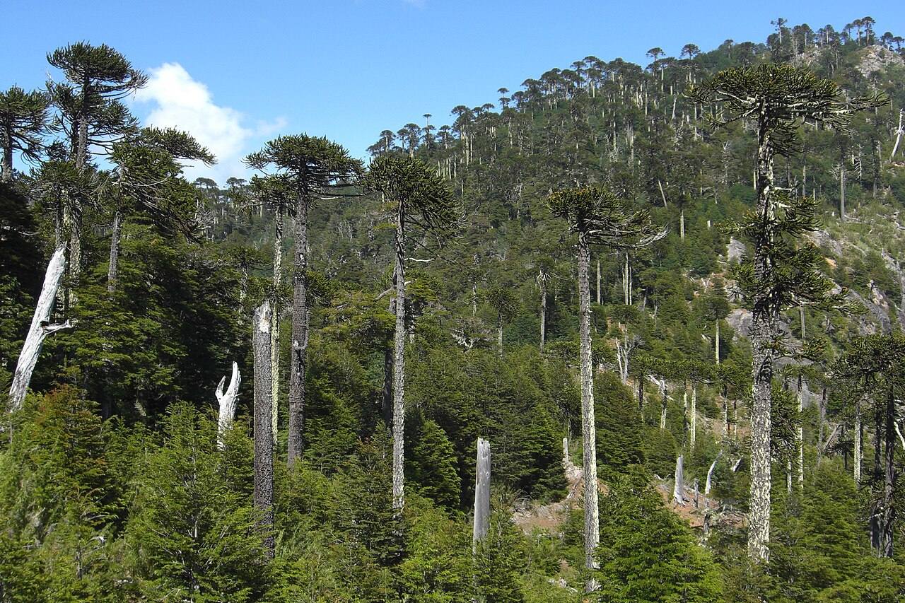 Bosques y lagunas del Parque Nacional Huerquehue, gran excursión desde Pucón