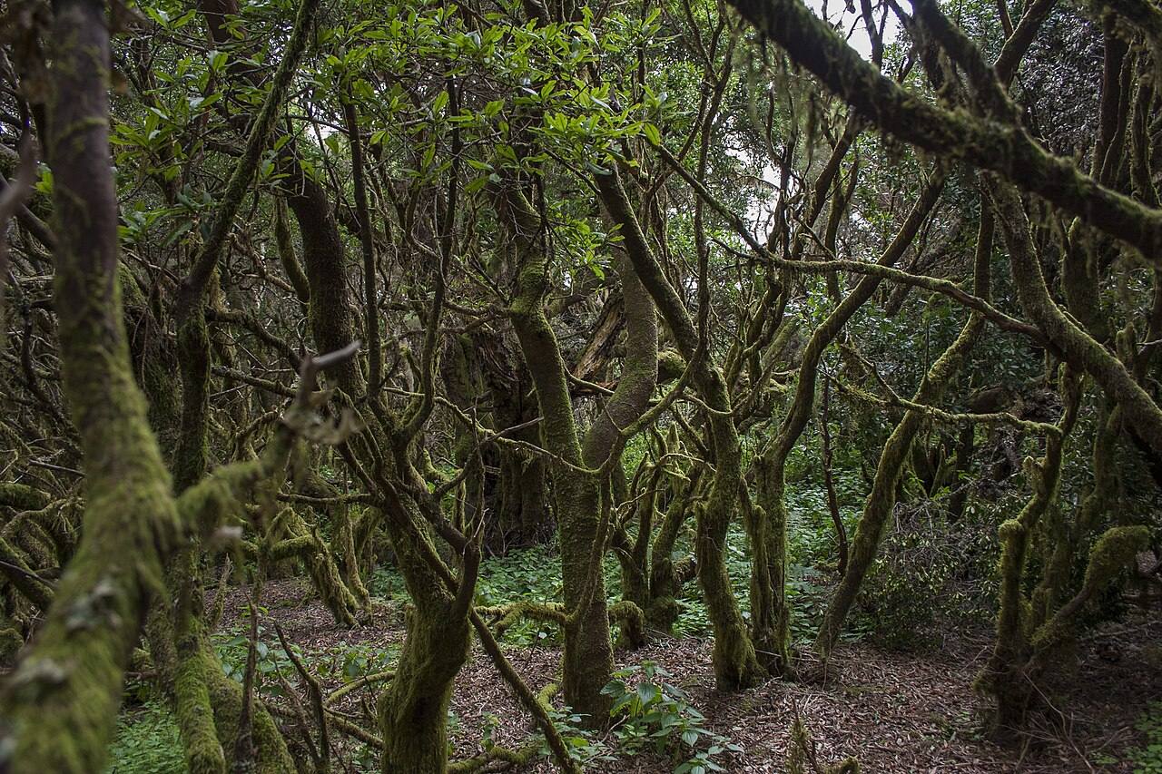Bosque de laurisilva en el sendero de La Llanía, uno de los grandes atractivos que ver en El Hierro