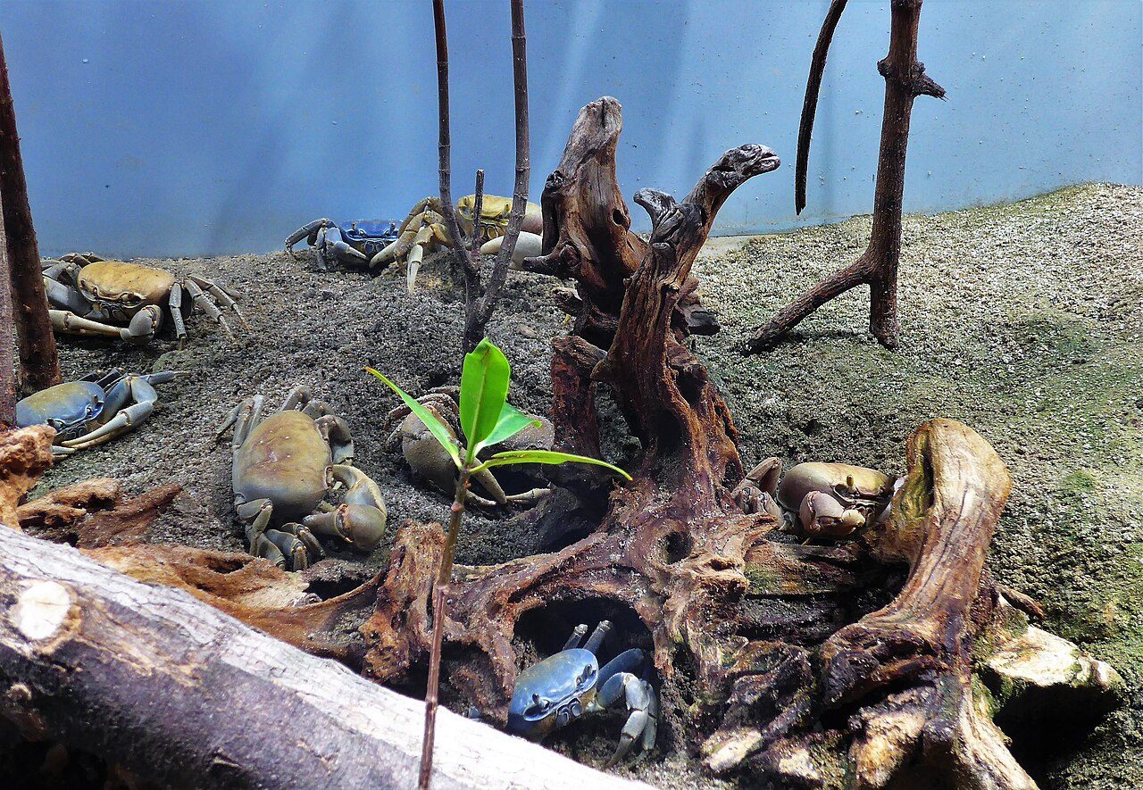 El Acuario de La Rochelle, uno de los mejores planes para ver en familia
