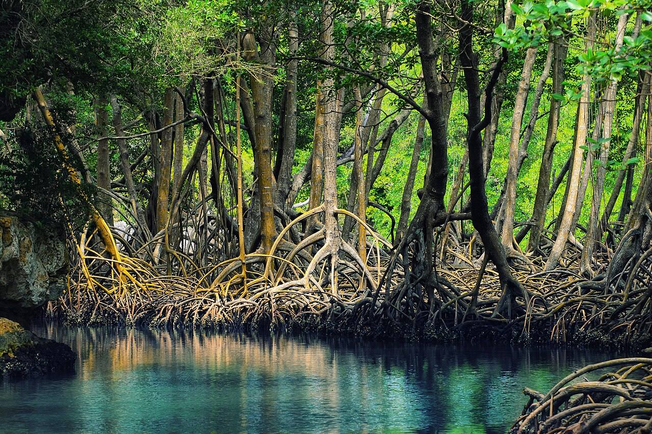 Los mogotes y manglares de Los Haitises, imprescindibles cerca de Sabana de la Mar