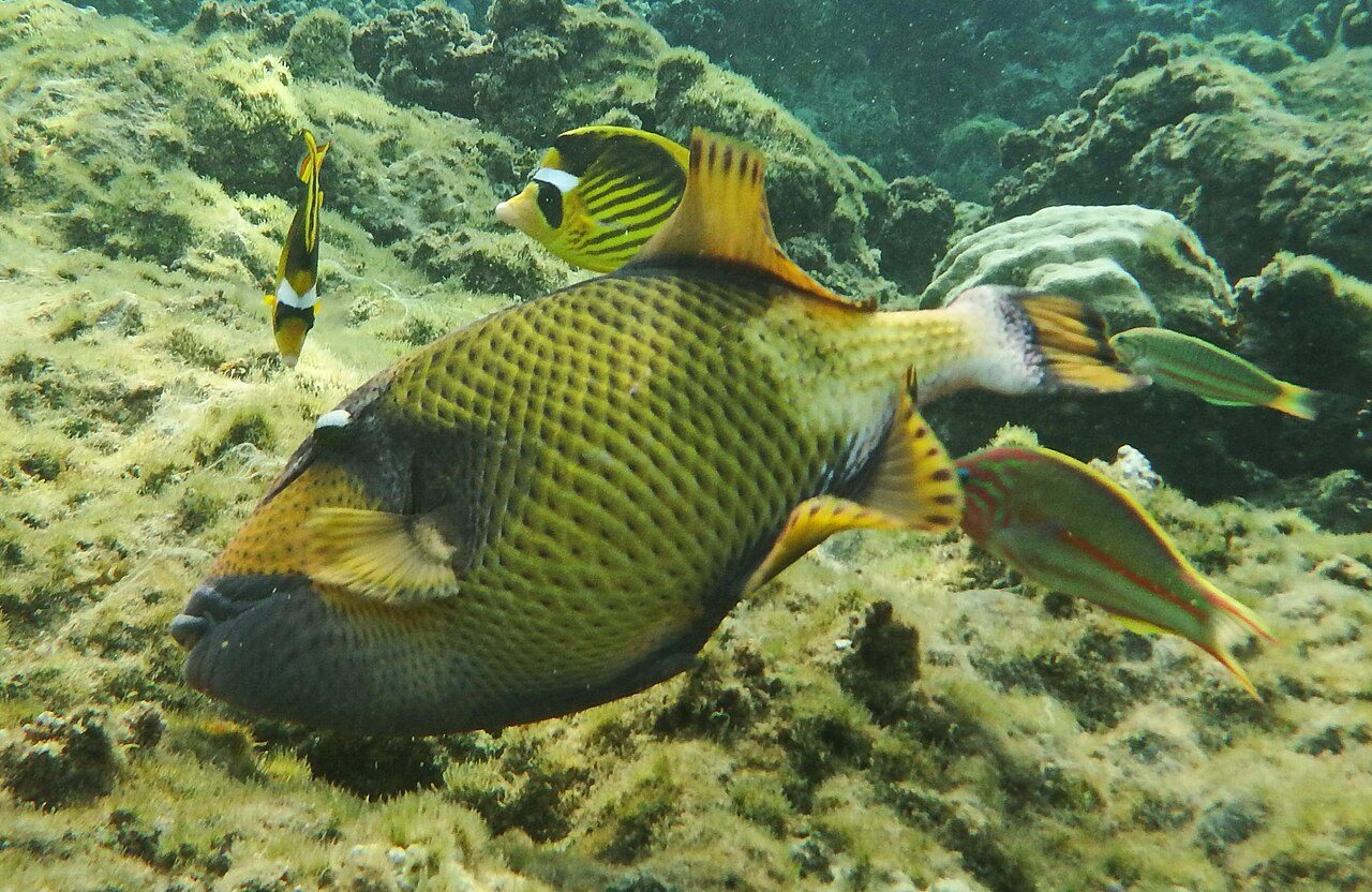 Naturaleza y aventura en Marsa Alam: snorkel entre corales y tortugas del mar Rojo