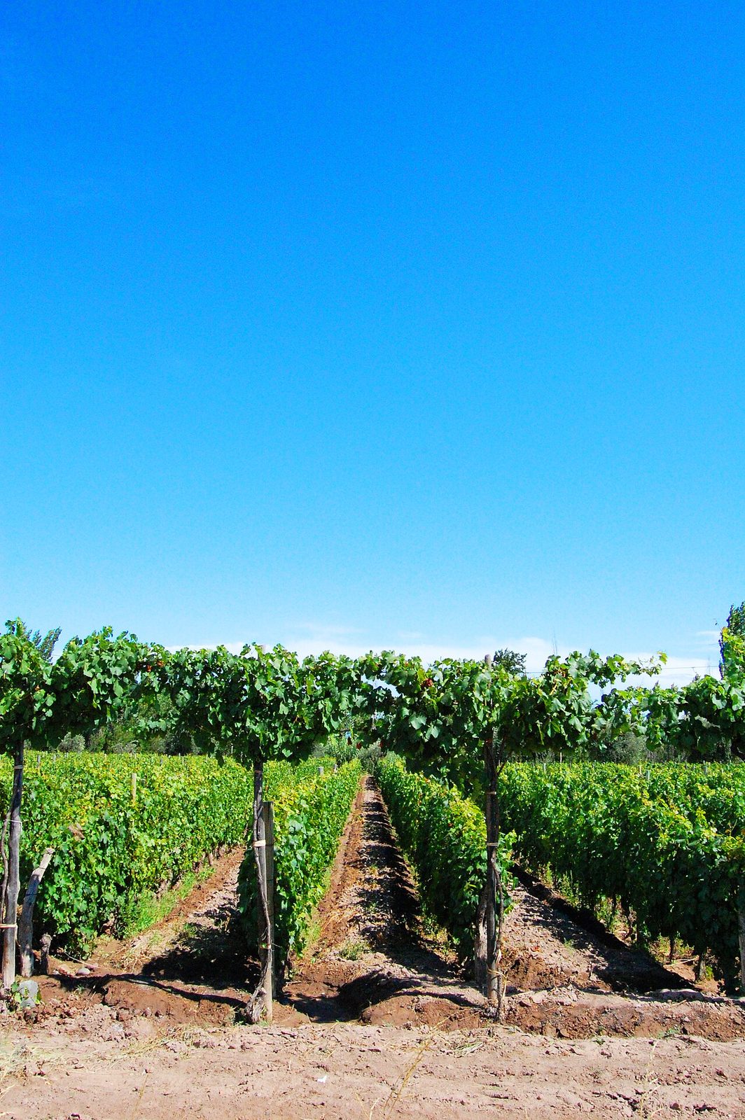 Cata y gastronomía en Mendoza entre viñedos con los Andes de fondo