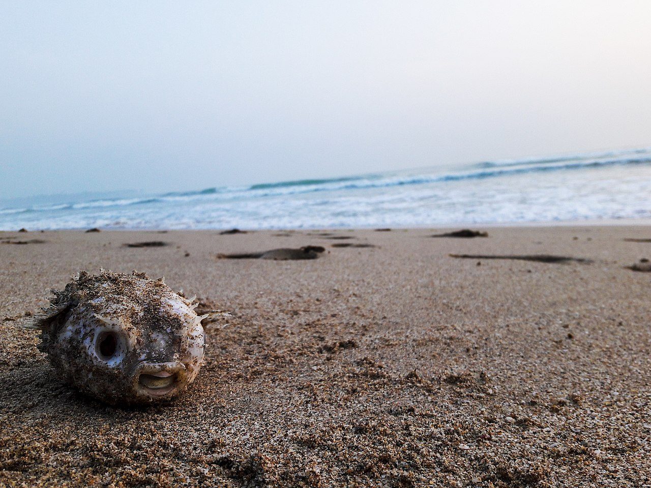 La playa de Nilaveli, una de las más bonitas que ver en Trincomalee