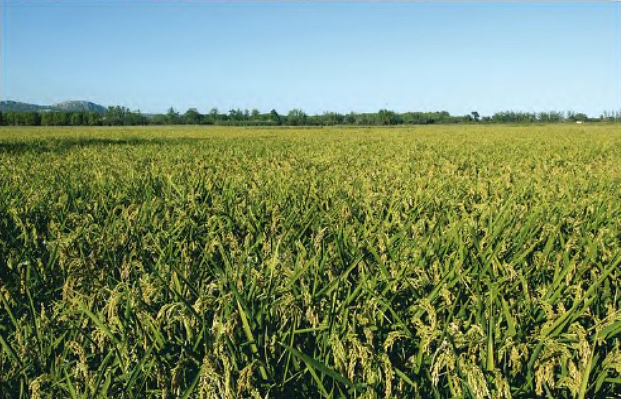 Los arrozales que rodean Pals, uno de los paisajes más bellos del Empordà