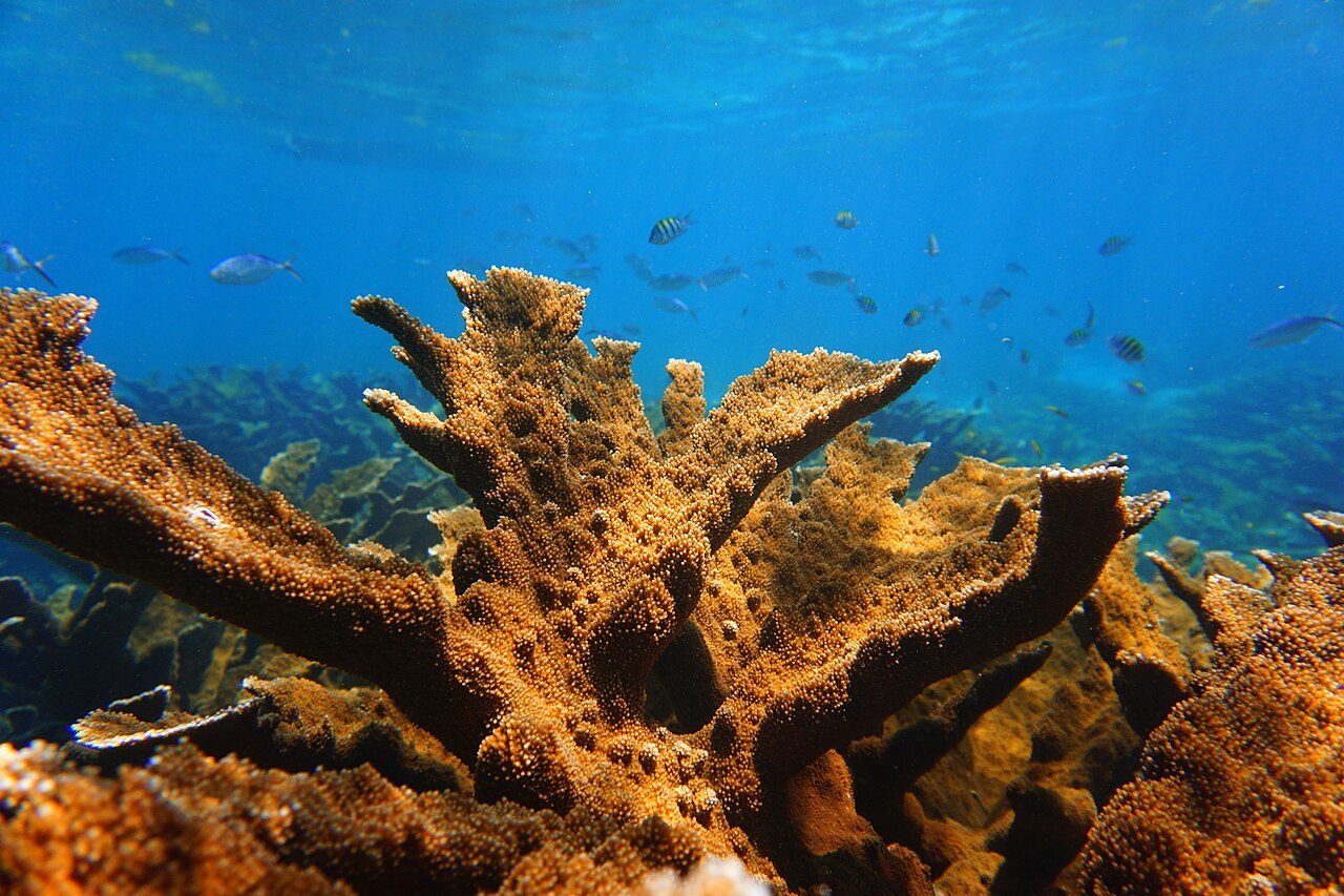 El arrecife frente a Puerto Morelos, uno de los grandes atractivos que ver en la zona