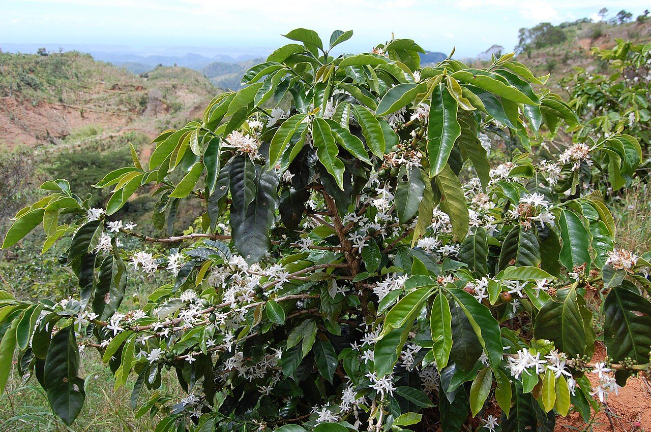 El entorno montañoso y cafetalero que rodea Yauco