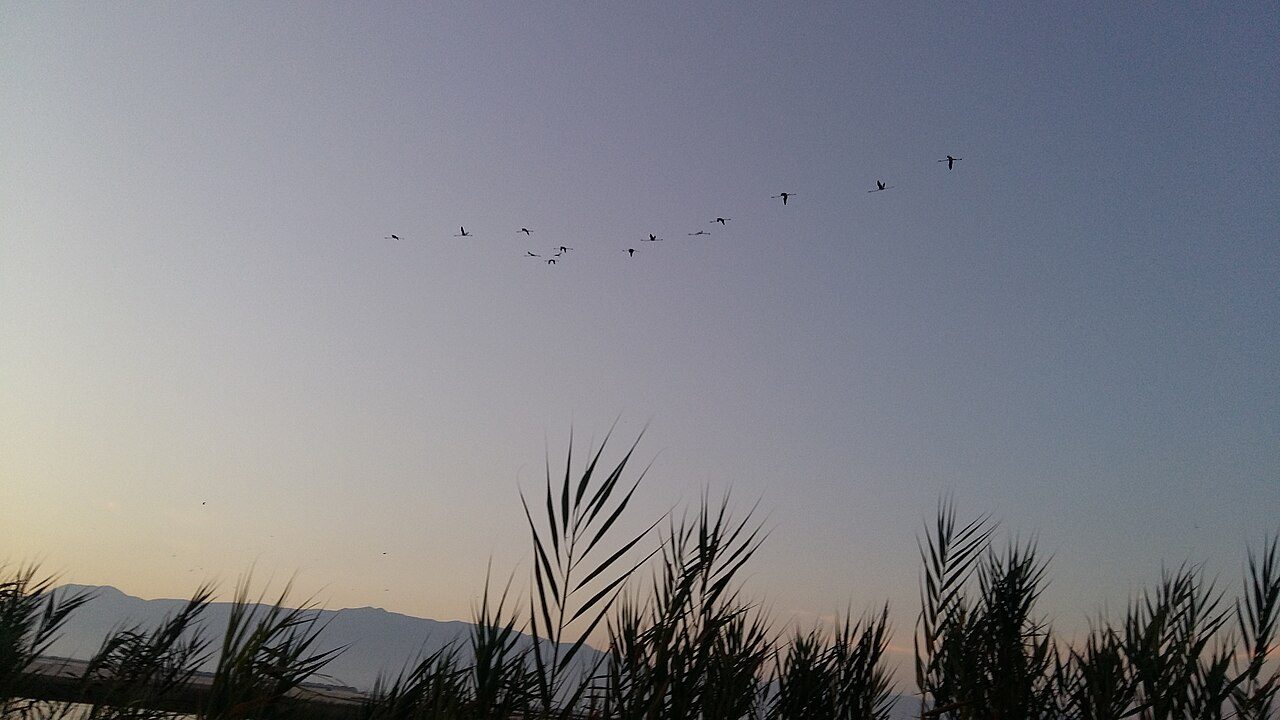Flamencos en el Paraje Natural Punta Entinas-Sabinar, cerca de Roquetas de Mar