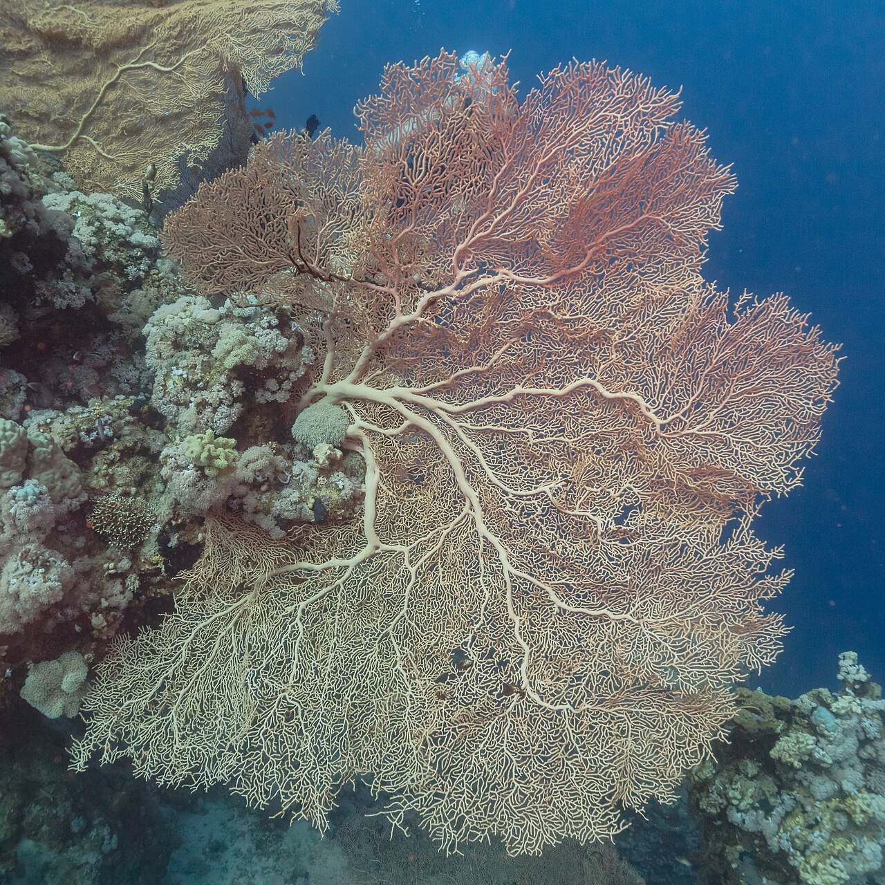 Los arrecifes de coral de Ras Muhammad, una de las cosas que ver en Sharm El Sheij imprescindibles