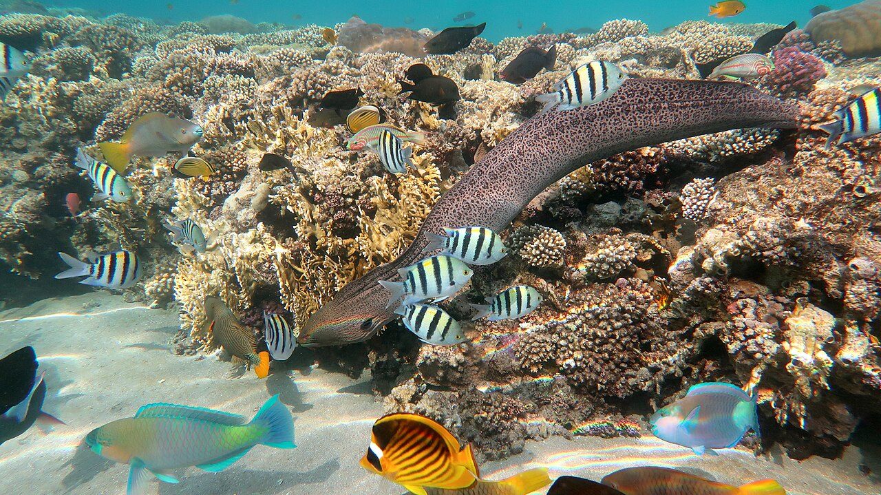 El snorkel en el Mar Rojo es una de las mejores cosas que ver y hacer en Aqaba