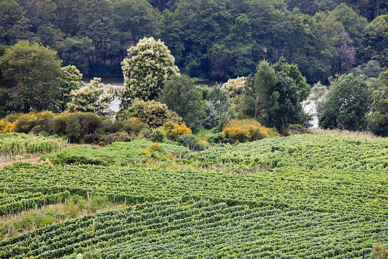 Viñedos del Ribeiro, imprescindibles en cualquier excursión desde Ribadavia