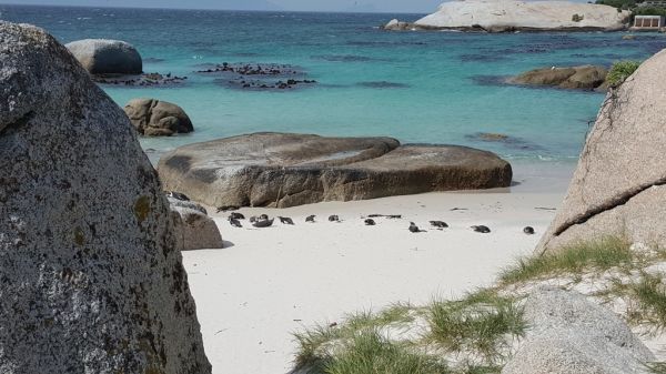Los pingüinos de Boulders Beach, una parada imprescindible al ver qué hacer en Ciudad del Cabo