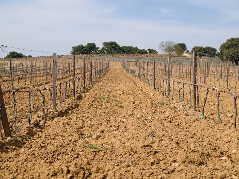 Las bodegas del Ribera del Duero son parte esencial de lo que ver en Peñafiel