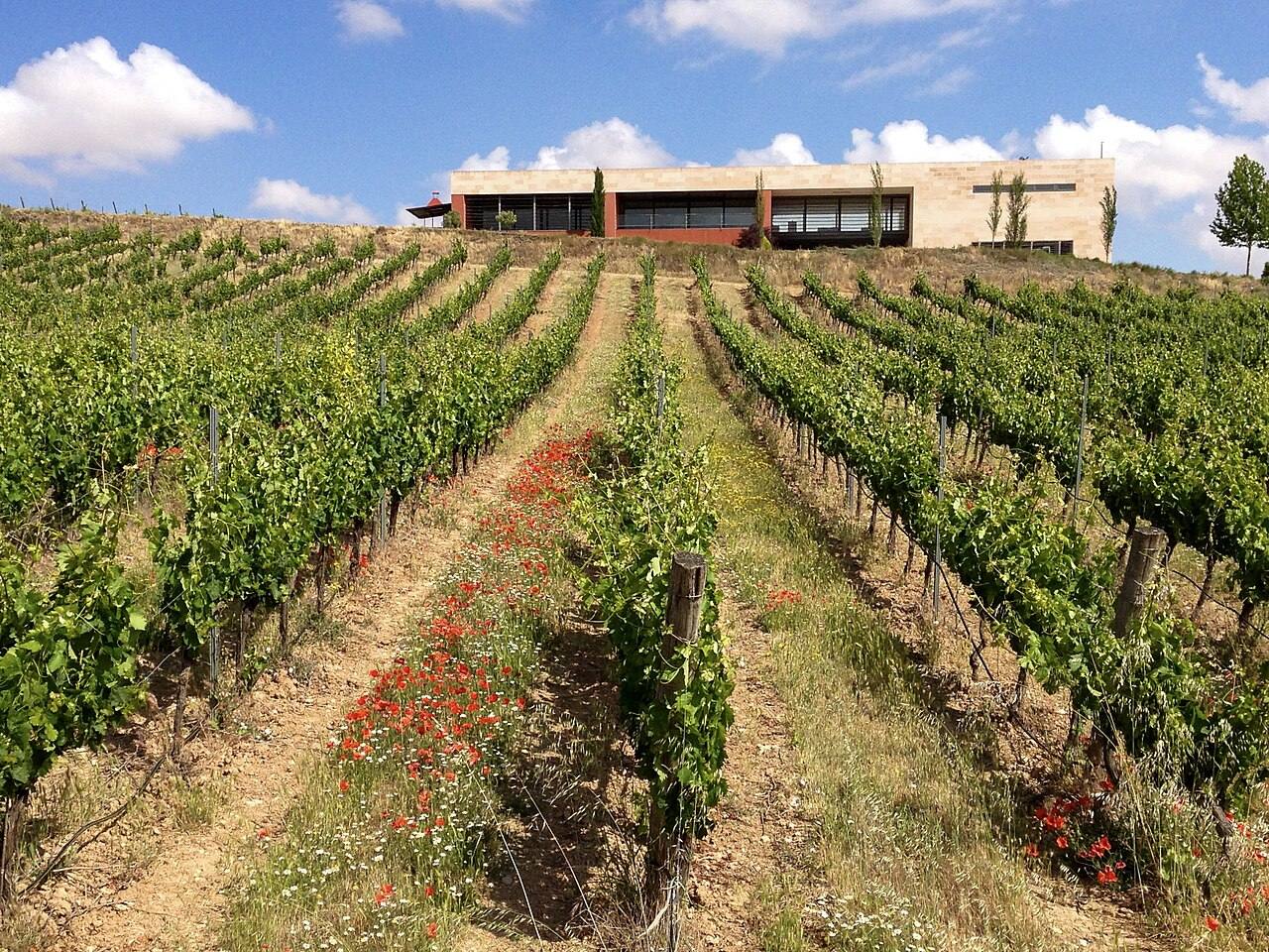 Los viñedos de Ribera del Duero, imprescindibles en una ruta enoturística por Valladolid.