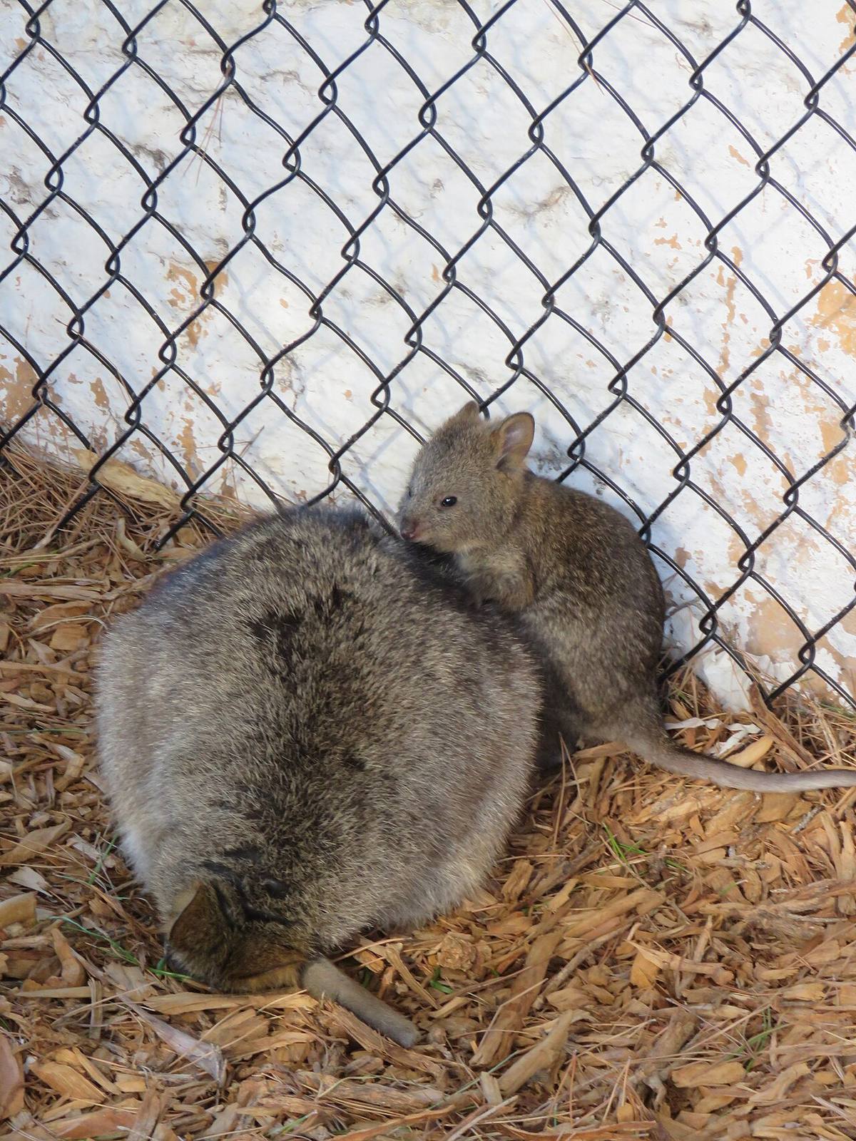 Playas y quokkas de Rottnest Island, plan estrella cerca de Perth