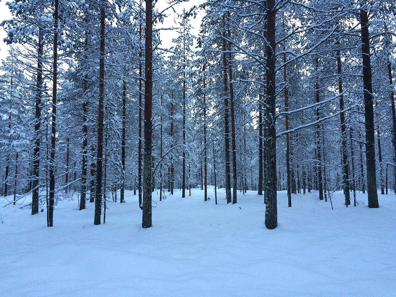 Qué ver en Rovaniemi: la capital de la Laponia finlandesa cubierta de nieve