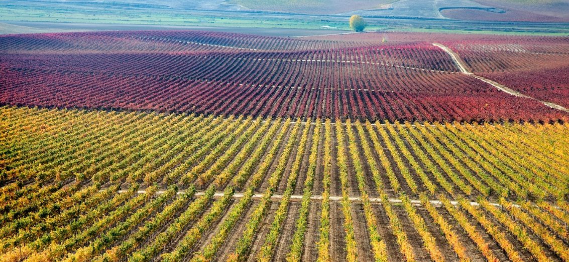 Viñedos de verdejo, la imagen más reconocible de qué ver en Rueda