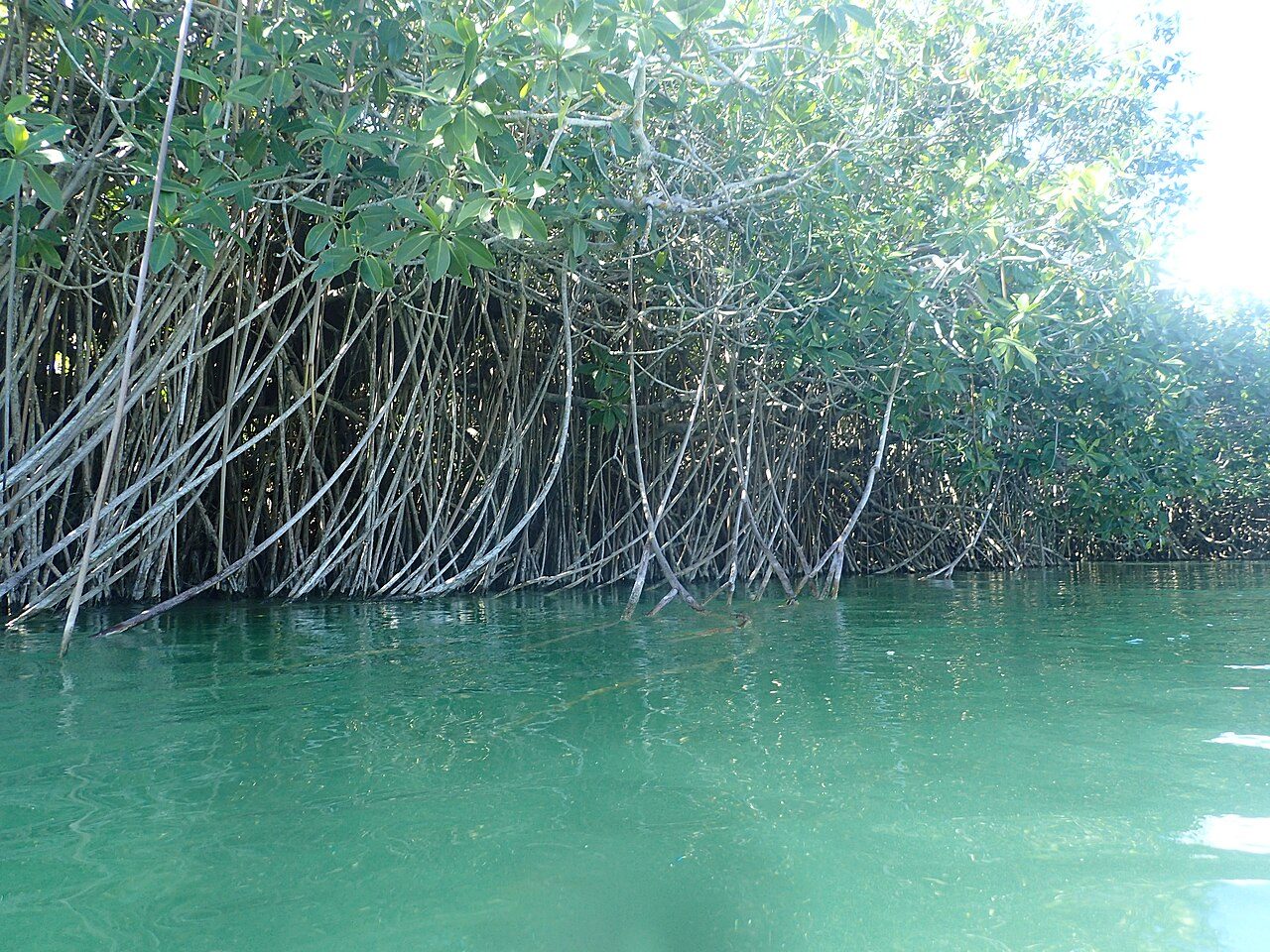 Sian Ka'an, una de las mejores excursiones cercanas para ampliar qué ver en Tulum