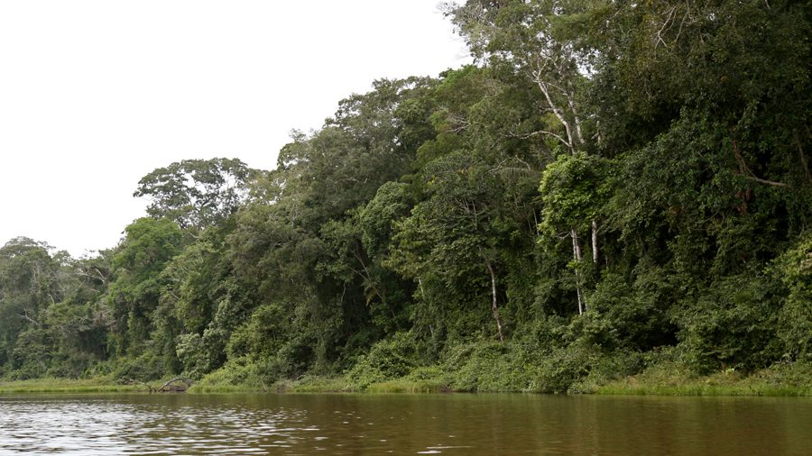 Tours y visitas guiadas en Puerto Maldonado: fauna de la reserva de Tambopata