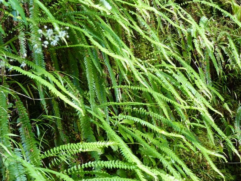 Termas humeantes en una de las excursiones de un día en Valdivia más populares.