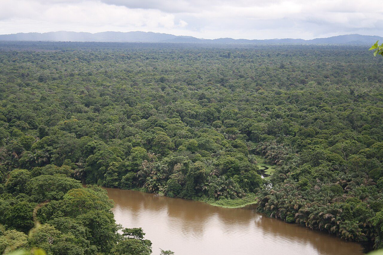 Senderismo entre la selva húmeda: naturaleza y aventura en Tortuguero en estado puro.