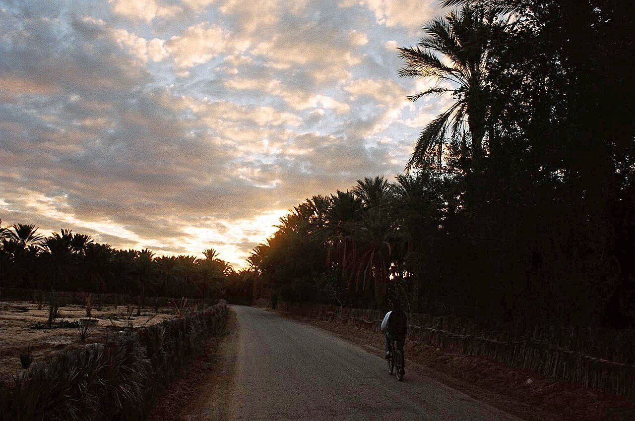 Palmeral de Tozeur, punto de partida para descubrir qué ver en Tozeur