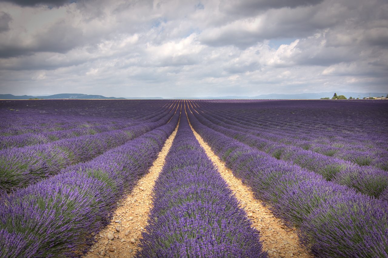 La meseta de Valensole, corazón de la ruta de la lavanda en la Provenza