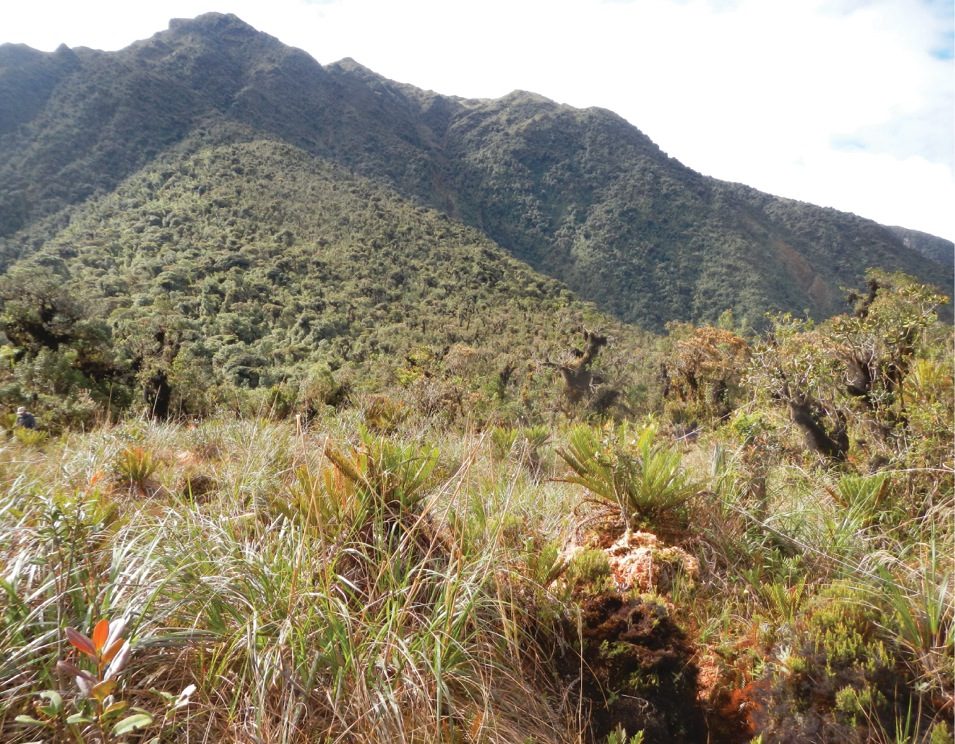 Bosque nuboso del Parque Nacional Yanachaga-Chemillén, imprescindible cerca de Oxapampa