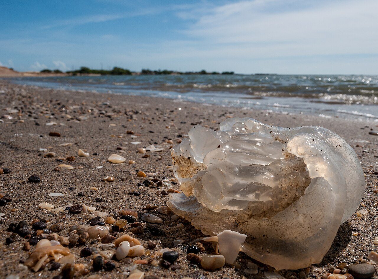 Las playas de aguas poco profundas son un imprescindible que ver en San Carlos de la Rápita en familia